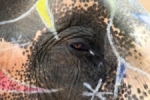 India olifanten oogcontact.jpg